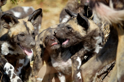 Pack of African Wild Dog, Khwai Private Reserve, Botswana