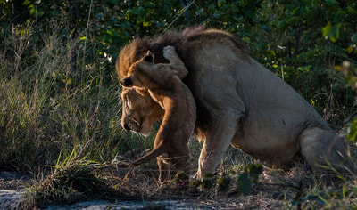 Cub playing with lion, Moremi, Botswana
