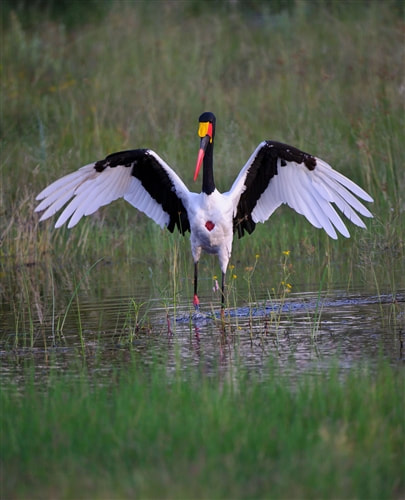 Saddle-billed stork, Okavango Delta, Botswana