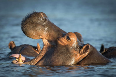 Hippos in the Okavango Delta