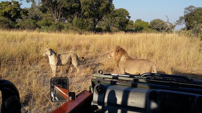 Saguni Safari Lodge game drive and lion sighting