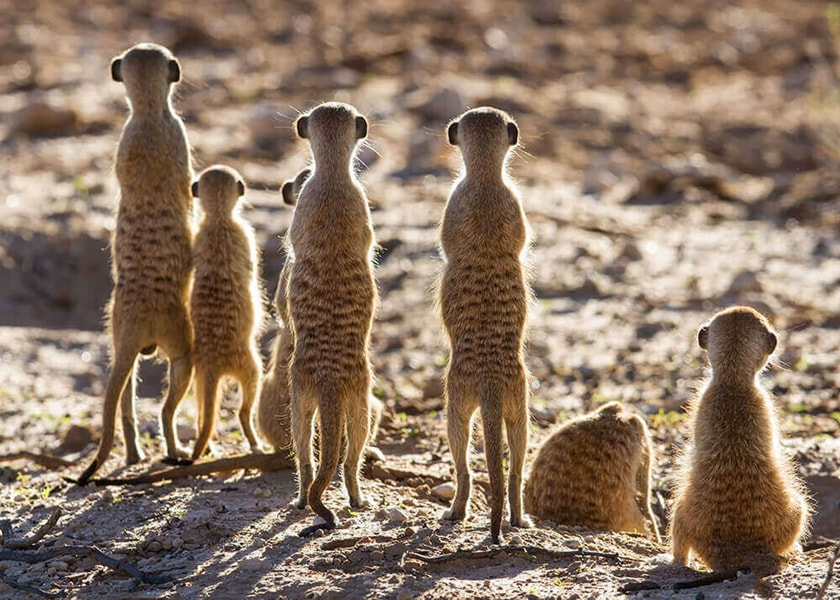 Meerkat family, Makgadikgadi