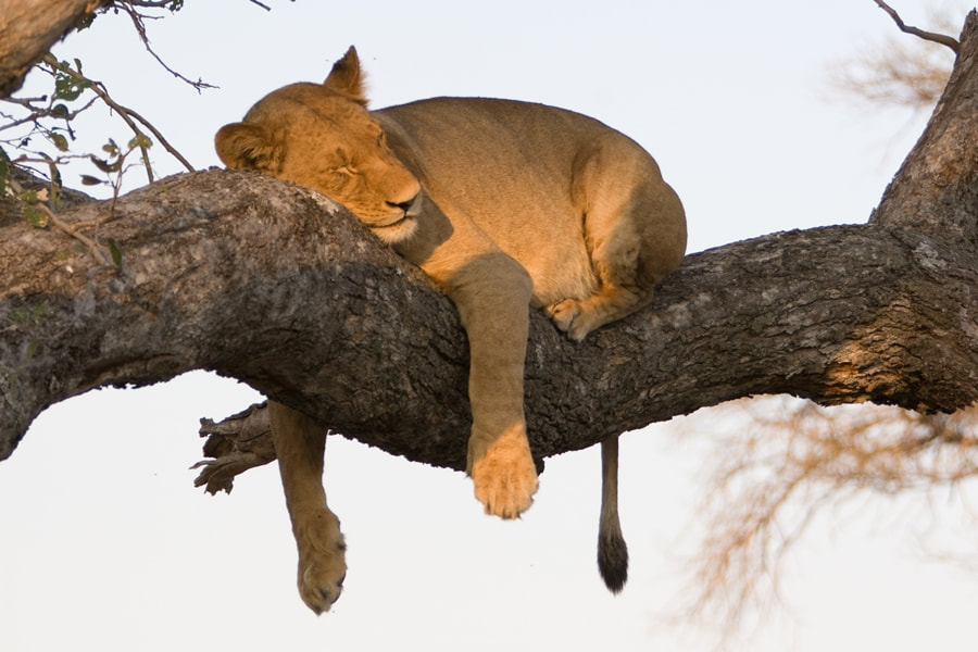 Lioness asleep in tree, Savute, Botswana