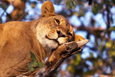 Lioness resting in a tree, Okavango Delta