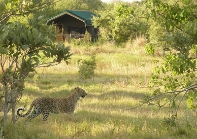 Sango Safari Camp view of guest tent and leopard sighting