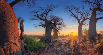 Baobabs at sunset, Savute area of Chobe, Botswana