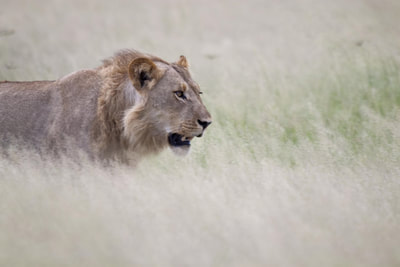Young lion, Savuti, Botswana