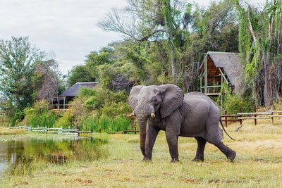 Elephant at waterhole Savute Safari Lodge, Botswana