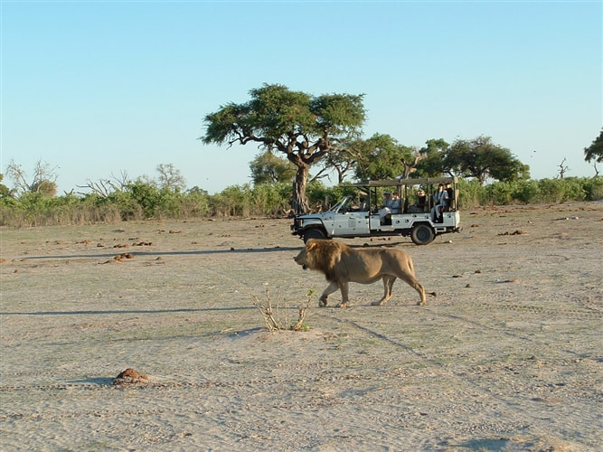 Savute Safari Lodge game drive and lion sighting