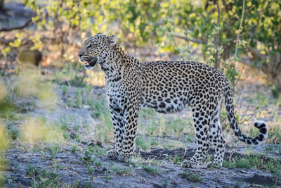 Leopard, Savute, Botswana
