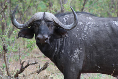 Cape Buffalo (Syncerus caffra), Botswana