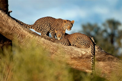 Two Leopards on tree branch, south west Okavango Delta, Botswana
