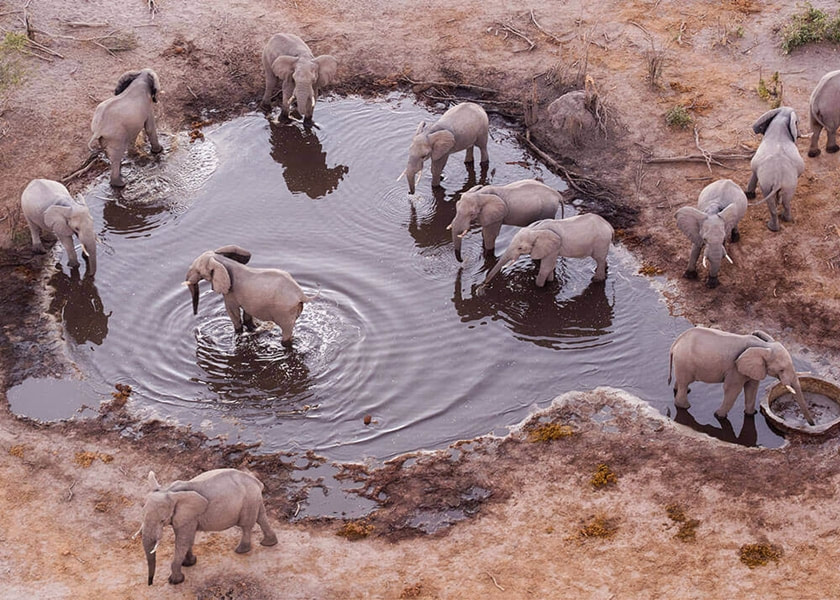 Skybeds view of elephants at the waterhole