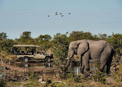 Skybeds game drive and elephant sighting