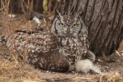 Spotted eagle owl, Kalahari area, Botswana