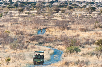 Tau Pan Camp out on a game drive