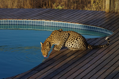 Leopard (Panthera pardus) drinking from swimming pool, Botswana