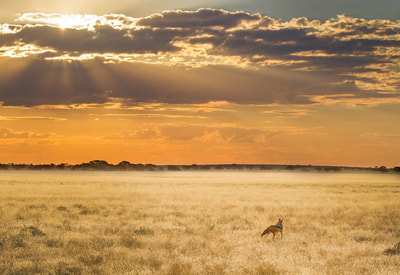 Black backed jackal in the Kalahari, at sunset