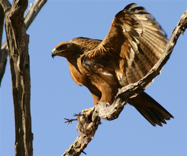 Tawny eagle (Aquila rapax), Savute, Botswana