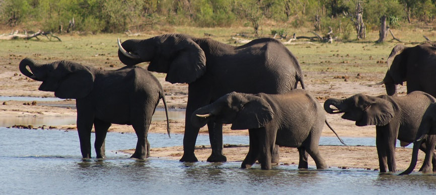Elephants, Nogatsaa Pans, Botswana