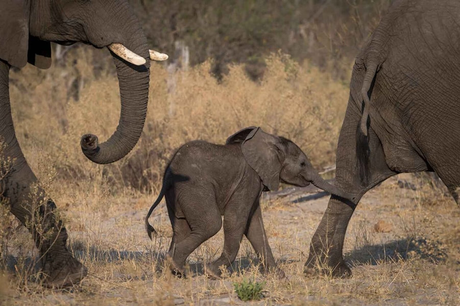 Elephant herd with calf, seen on Safari