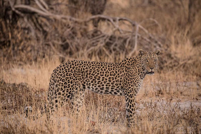 Leopard, Moremi Reserve, Botswana