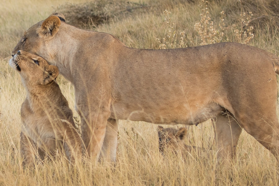 Lioness and cubs, Botswana Safari