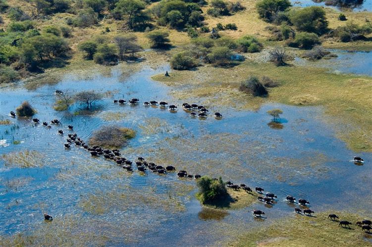 Aerial view of elephants walking through the Okavango Delta