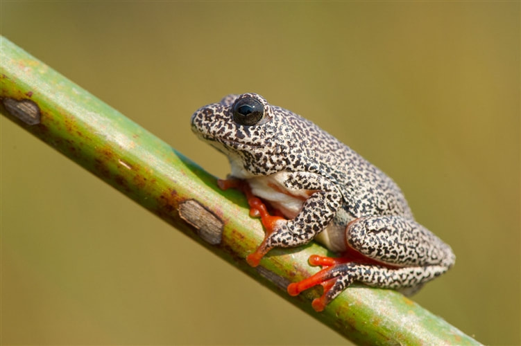 Tiny painted reed frog (Hyperolius marmoratus), Moremi Game Reserve