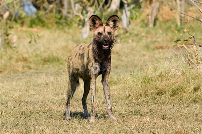 African Wild dog, Selinda Reserve, Botswana