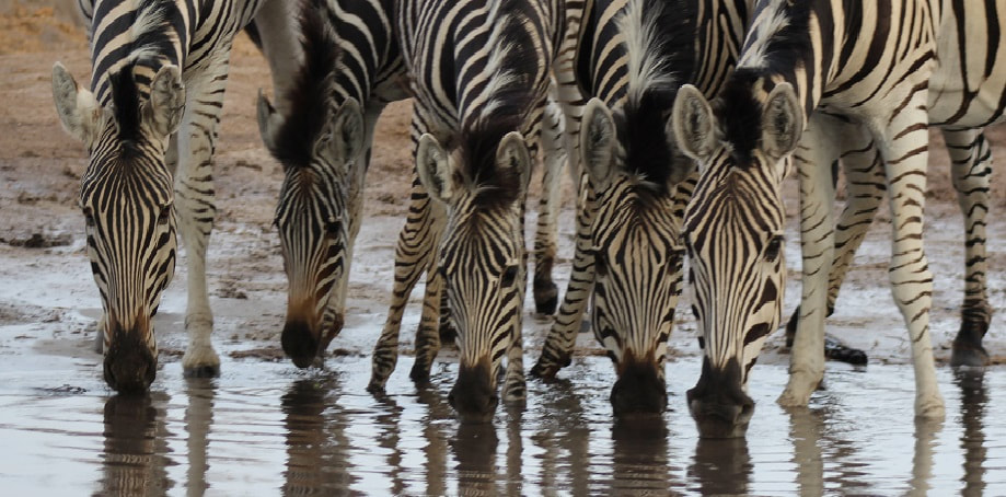 Plains Zebra, Khwai Private Reserve, Botswana