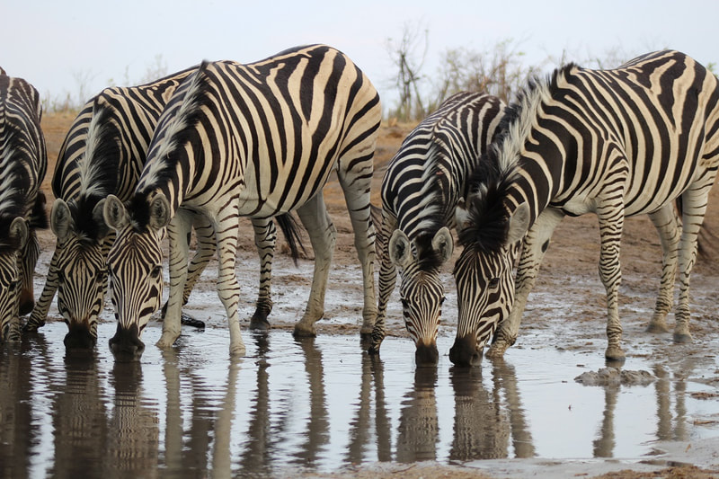 Plains Zebra, Khwai Private Reserve